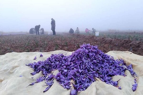 L'Iran a exporté 37 tonnes de safran en 3 mois