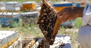 L’Iran, quatrième grand producteur de miel dans le monde