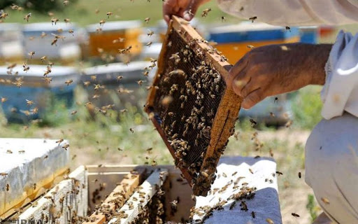 L’Iran, quatrième grand producteur de miel dans le monde