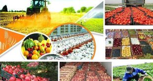 محصولات کشاورزی بیش از ١٧ درصد ارزش صادرات را به خود اختصاص دادند
