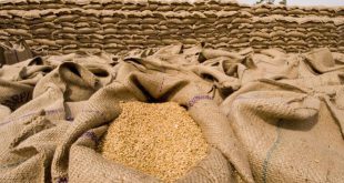 بر اساس اعلام گمرک ایران، ممنوعیت ثبت سفارش واردات گندم توسط بخش خصوصی برداشته شد.