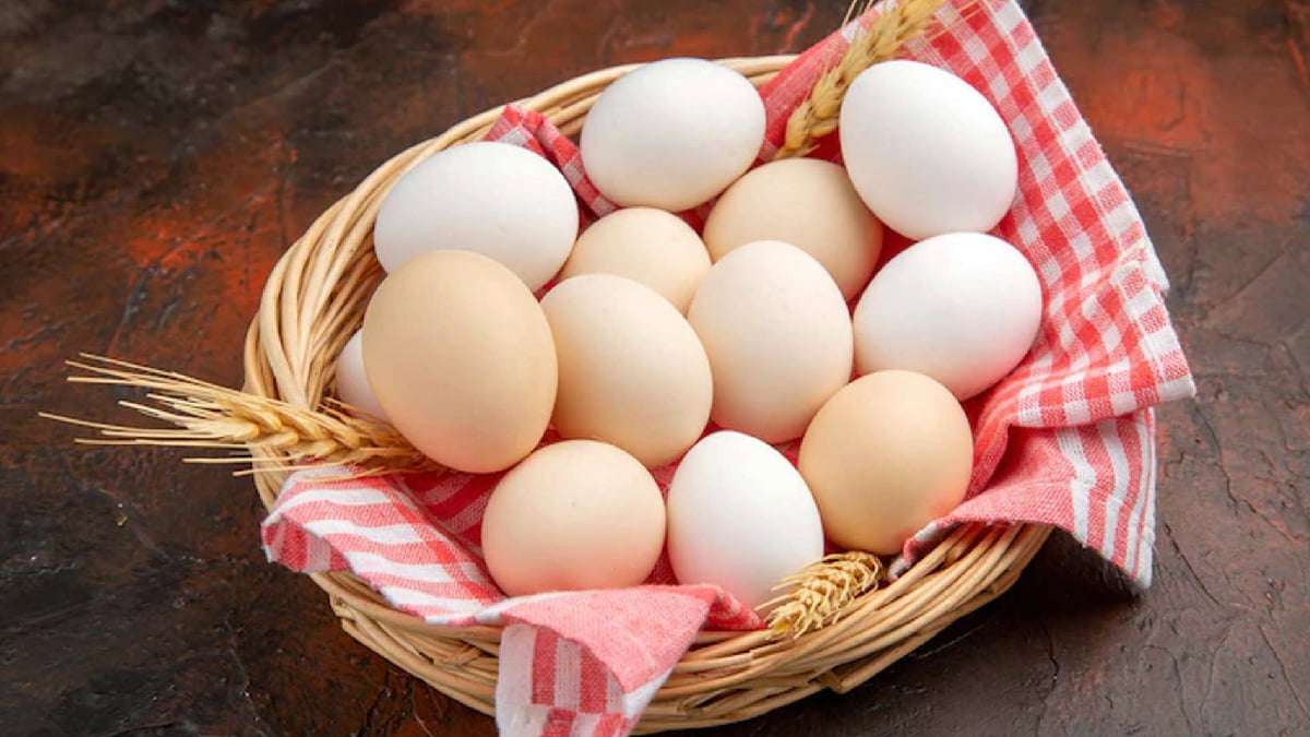  L'Iran a exporté 60 000 tonnes d'œufs vers des pays cibles depuis le début de l'année iranienne en cours (21 mars 2023), a annoncé samedi Nasser Nabipour, président du conseil d'administration de l'Union des poules pondeuses de Téhéran.